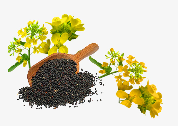 impressive benefits of canola seeds: Reduce back pain