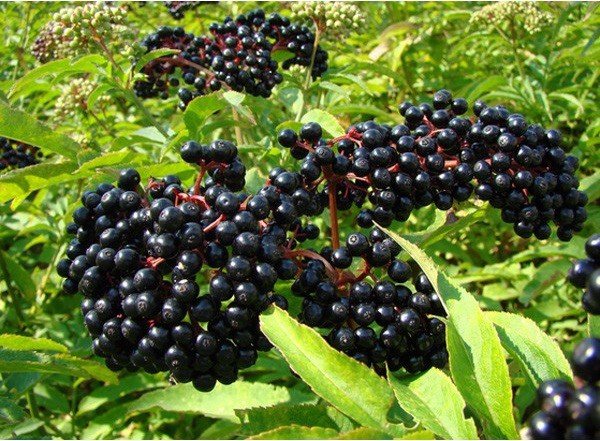 foods that can be toxic: Elderberries