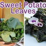 Sweet Potato Leaves Recipes