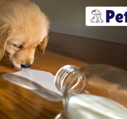 Cho Chó Uống Sữa Vinamilk Được Không? Top 3 Loại Sữa Tốt