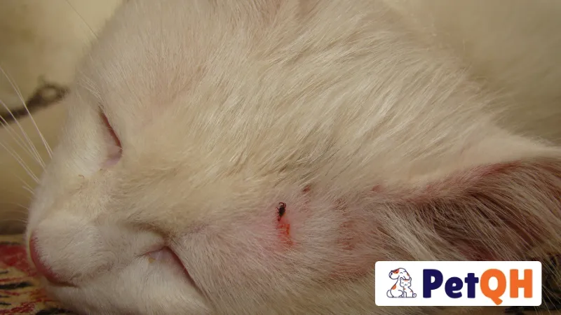 Điều trị ký sinh trùng máu ở mèo