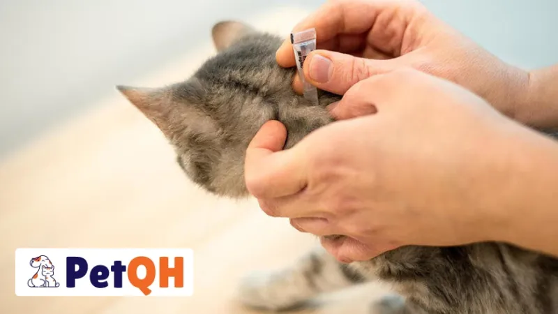 Lưu Ý Khi Sử Dụng Nhỏ Gáy Cho Mèo