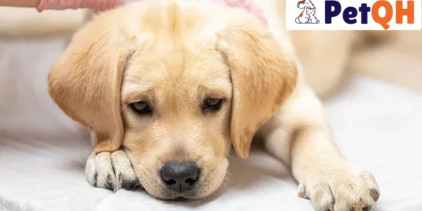 Điều Trị Mũi Chó Bị Khô: Mẹo Nhỏ Mang Lại Hiệu Quả Lớn