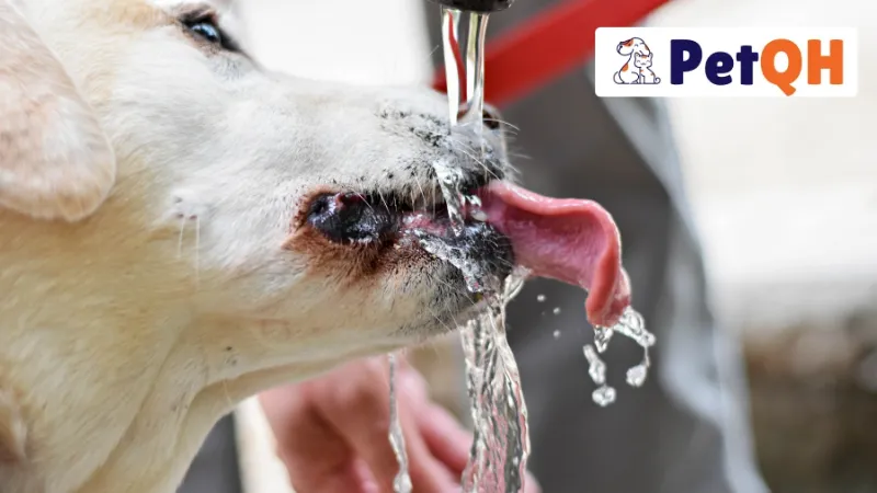 Nguyên nhân chó uống nước nhiều