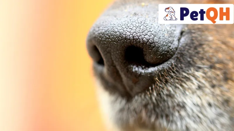 Chó bị khô mũi là bệnh gì?