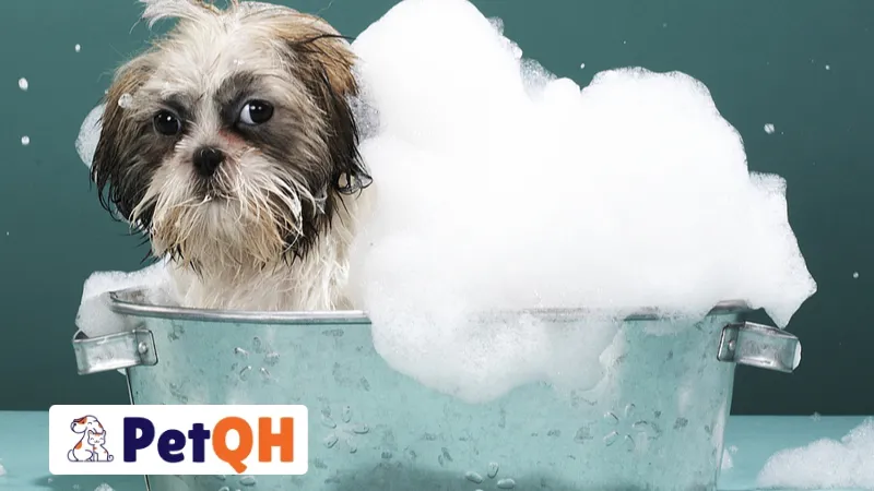Tắm cho chó bằng sữa tắm người: Sai lầm tai hại!