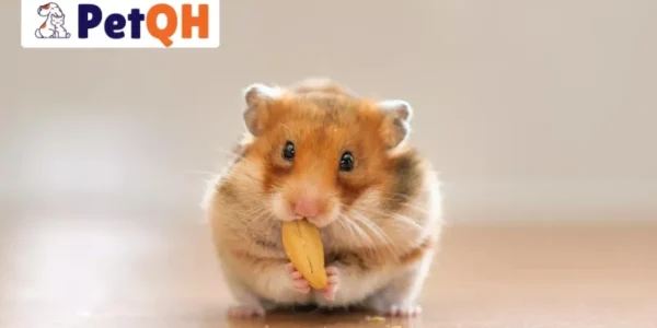 Top 3 Thuốc Trị Tiêu Chảy Cho Hamster Dễ Tìm Kiếm
