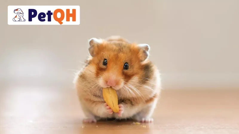 Top 3 Thuốc Trị Tiêu Chảy Cho Hamster Dễ Tìm Kiếm